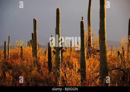 Cactus Saguaro (Carnegiea gigantea) dans la région de Saguaro National Park sont mouillés par la pluie au coucher du soleil à Tucson, Arizona, USA. Banque D'Images