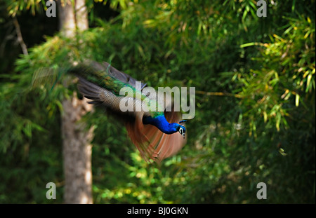 Pavo cristatus ou paons indiens en vol dans les jungles du parc national de Kanha Banque D'Images