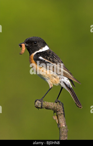 Saxicola torquata Stonechat Banque D'Images