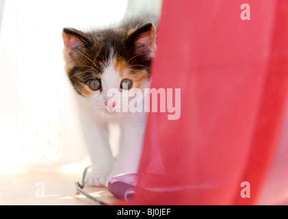 Chaton Banque D'Images