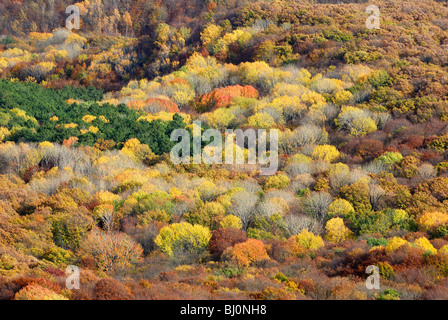 La forêt de montagne Chatyr-Dag plateau sur la Crimée Banque D'Images