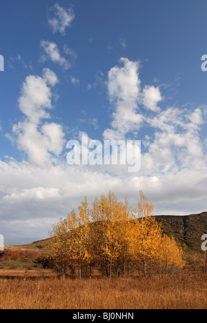 Arbres en Chatyr-dag plateau montagneux paysage sur la Crimée Banque D'Images