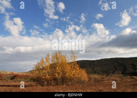 Arbres en Chatyr-dag plateau montagneux paysage sur la Crimée Banque D'Images