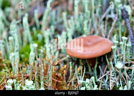 Close-up de champignons Lactarius rufus sur la péninsule de Kola russe Banque D'Images