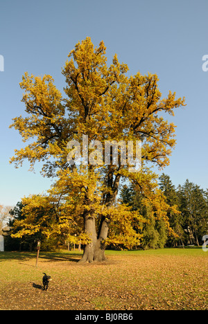 Rudolfuv dub (Rudolph's Oak), 250 ans le chêne pédonculé (Quercus robur walkeri) en automne, Olomouc, République Tchèque Banque D'Images