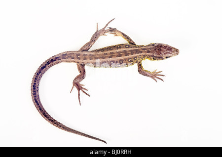 Sand lizard (femelle) (Lacerta agilis) Banque D'Images