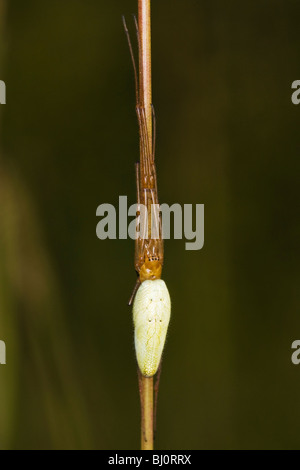 Une araignée plate (Tetragnatha extensa) Banque D'Images