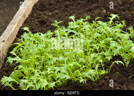 Verts Mizuna Brassica rapa (nipposinica) croissant dans un lit dans un polytunnel. Banque D'Images