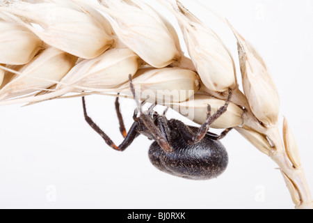 Noyer d'orb weaver spider (Nuctenea umbratica) Banque D'Images