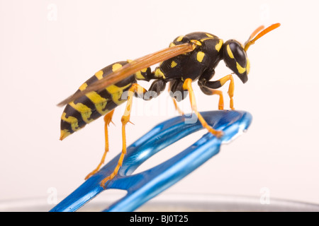 Papier jaune Polistes dominulus (WASP) sur un soda Banque D'Images