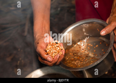 L'Inde, le Kerala, Kodikuthu Kanjiramattom festival, woman holding poignée de haricots pour faire pongal traditionnels Banque D'Images