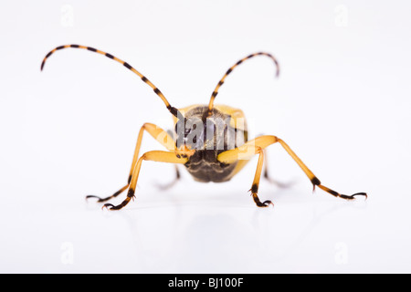 Le noir et le jaune (Rutpela maculata) Banque D'Images