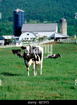 Vaches laitières Holstein sur l'endroit désert ferme, près de Bellefonte, centre de la Pennsylvanie, USA Banque D'Images