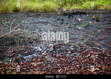 Fosses à déchets et les tuyaux en Amazonie équatorienne créée par Texaco Oil auraient contaminé une taille de Rhode Island. Banque D'Images