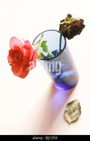 Roses dans un vase Banque D'Images