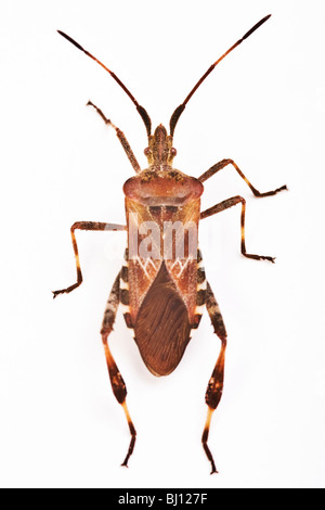 La Punaise (Leptoglossus occidentalis) Banque D'Images