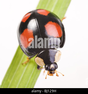 Coccinelle à deux points (Adalia bipunctata) version sombre Banque D'Images