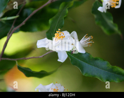 Camellia Camellia, tsaii, Theaceae, Chine Banque D'Images