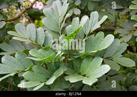 Dysoxylum pachyphyllum, Meliaceae, Lord Howe Island, Australie. Les feuilles des arbres. Banque D'Images