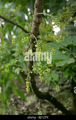 Dysoxylum pachyphyllum, Meliaceae, Lord Howe Island, Australie. Fleurs de l'arbre. Banque D'Images