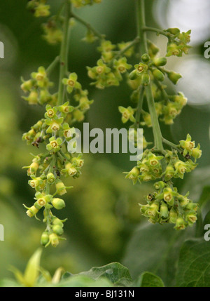 Dysoxylum pachyphyllum, Meliaceae, Lord Howe Island, Australie. Fleurs de l'arbre. Banque D'Images