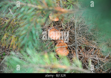 Groupe de champignons Suillus bovinus, nom commun Jersey cow mushroom Banque D'Images