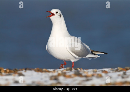 Un plumage d'hiver adultes Mouette noir appelant Banque D'Images