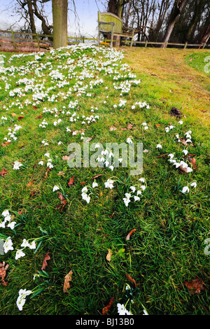 St Leonards church beoley perce-neige en hiver avec worcestershire fleur. Banque D'Images