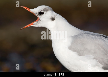 Un plumage d'hiver adultes Mouette noir appelant Banque D'Images