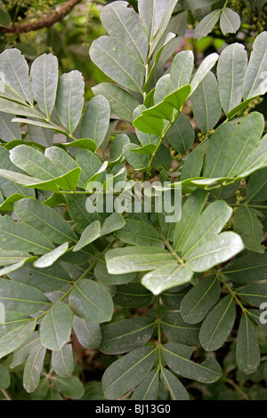 Dysoxylum pachyphyllum, Meliaceae, Lord Howe Island, Australie. Les feuilles des arbres. Banque D'Images