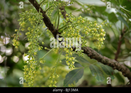 Dysoxylum pachyphyllum, Meliaceae, Lord Howe Island, Australie. Fleurs de l'arbre. Banque D'Images