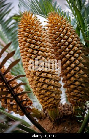 L'Encephalartos altensteinii géant, cycadales, Zamiaceae, Afrique du Sud. La plante mâle. L'arbre à pain aka Altenstein. Banque D'Images