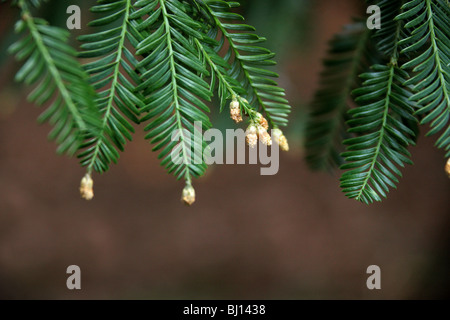 Fleurs minuscules de la Sierra Redwood Big Tree, Sequoiadendron giganteum, Cupressaceae, California, USA, Amérique du Nord. Banque D'Images
