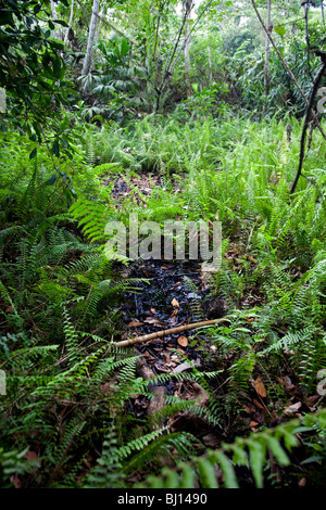 Fosses à déchets et les tuyaux en Amazonie équatorienne créée par Texaco Oil auraient contaminé une taille de Rhode Island. Banque D'Images