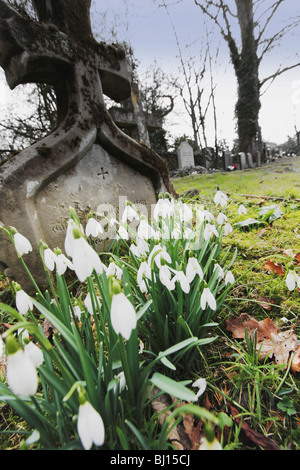 St Leonards church beoley perce-neige en hiver avec worcestershire fleur. Banque D'Images