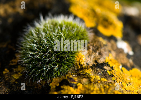 Close up de mousse et lichen jaune poussant sur un rocher Banque D'Images