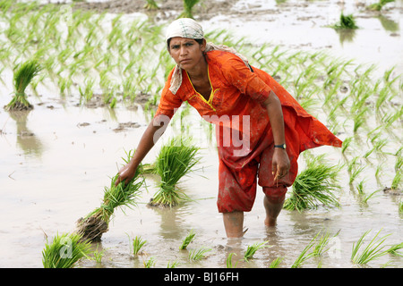 Femme de travailler sur une rizière, Pakistan, Larkana Banque D'Images