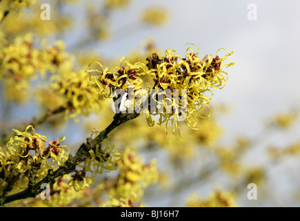 L'Hamamélis hybride, Hamamelis x intermedia 'Allgold', Hamamelidaceae Banque D'Images