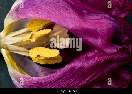 Close up de l'intérieur d'une fleur de tulipe mauve mourant Banque D'Images