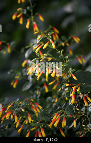 Red Wing, Heteropterys glabra, la Barbade, la famille Malpighiaceae cerise. Banque D'Images