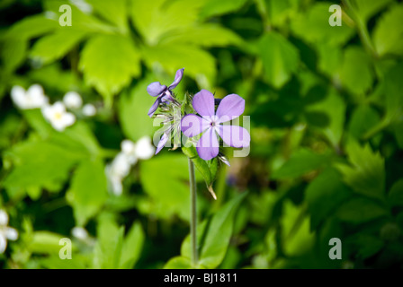 Phlox pilosa prairie en fleurs Banque D'Images