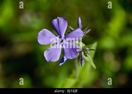 Prairie phlox pilosa, macro fleur bleu Banque D'Images