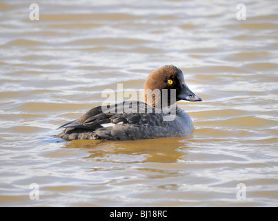 Un canard d'or commun (Bucephala clangula) vu ici sur l'eau Banque D'Images