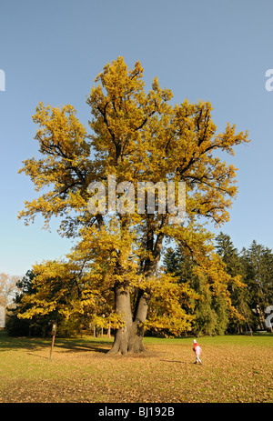 Rudolph's Oak, 250 ans le chêne pédonculé (Quercus robur et Q. Walkeri) à Smetana Jardins en Olomouc, République Tchèque Banque D'Images