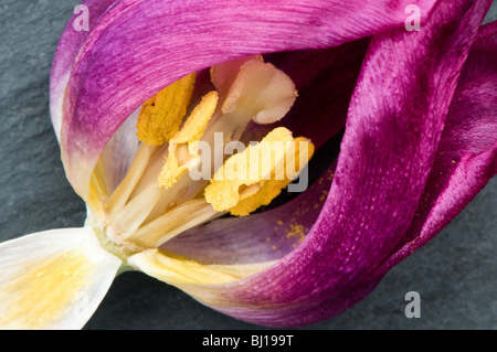 Close up de l'intérieur d'une fleur de tulipe mauve mourant Banque D'Images