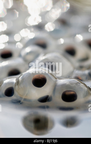 Portrait de la rogue de grenouille Banque D'Images