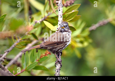 Un oiseau de Bruant de chanson (Melospiza melodia), perché sur une branche, photographié sur un arrière-plan flou. Banque D'Images