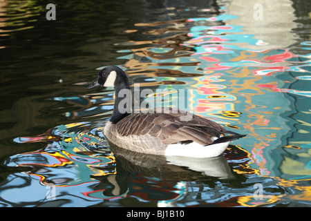 Une pagaie Canada goose grâce à un reflet dans l'étang de canard sur l'île Granville à Vancouver British Columbia Banque D'Images