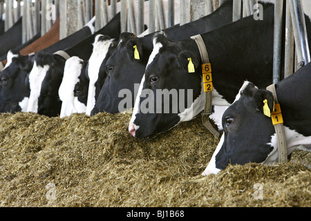 Vaches dans une étable, Kloster Lehnin, Allemagne Banque D'Images