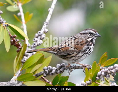 Un oiseau d'épave de chanson - Melospiza melodia, perché sur une branche, photographié sur un fond flou Banque D'Images